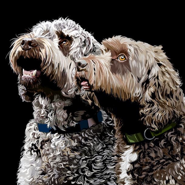 Meet the team - ziggy and lincoln